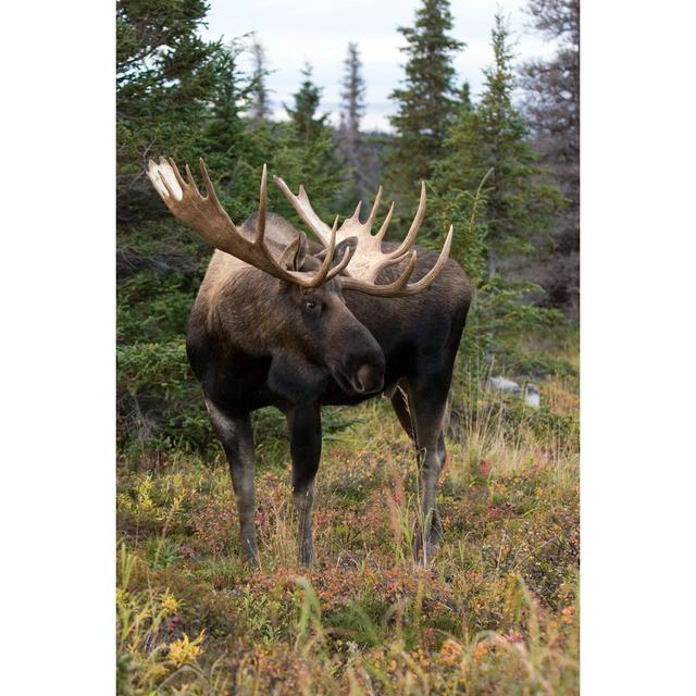 Bull Moose von Maraguma - Kunstdrucke auf Leinwand Natur Pur Größe: 120 cm H x 80 cm B on Productcaster.