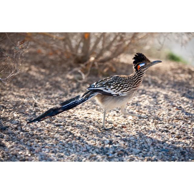 Road Runner von Jzabloski - Druck auf Leinwand ohne Rahmen 17 Stories Größe: 80 cm H x 120 cm B on Productcaster.