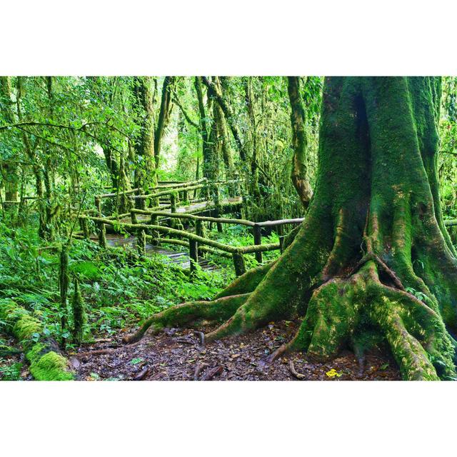 Dossett Tree In Intanon Mountain - Wrapped Canvas Print Alpen Home Size: 51cm H x 76cm W x 3.8cm D on Productcaster.