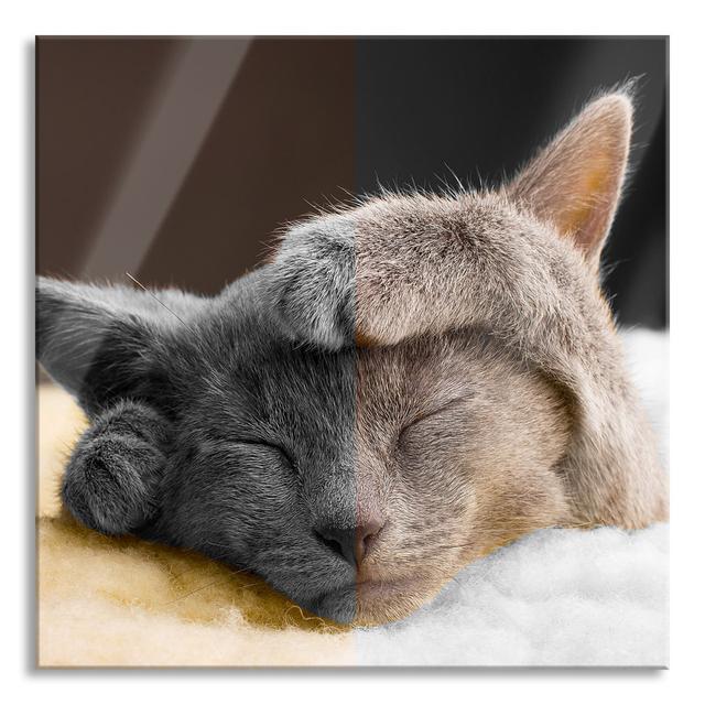 Sweet Sleeping Kitten - Unframed Photograph on Glass Brayden Studio Size: 70cm H x 70cm W x 0.4cm D on Productcaster.