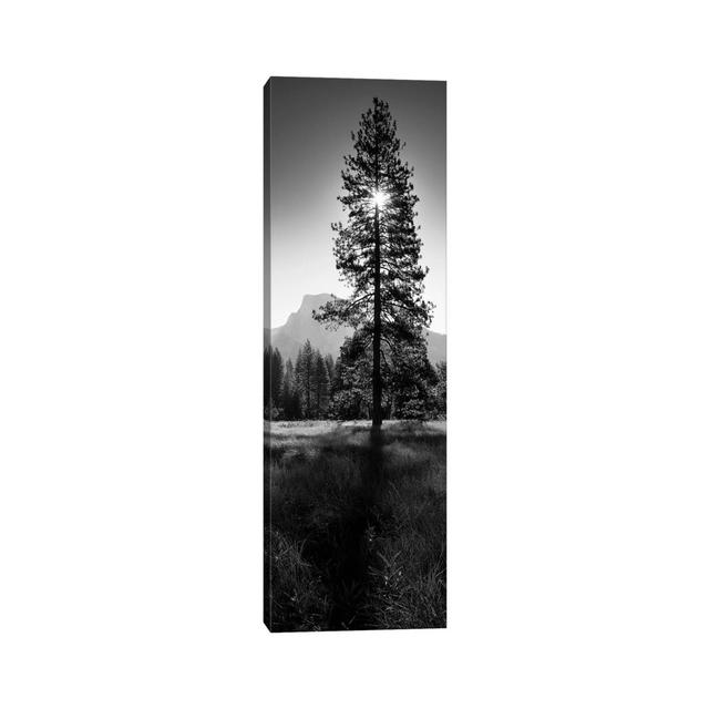 Sun Behind Pine Tree, Half Dome, Yosemite Valley, California, USA by Panoramic Images - Wrapped Canvas Panoramic Graphic Art Union Rustic Size: 121.92 on Productcaster.