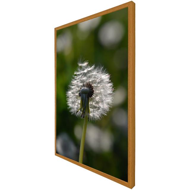 Tyndale Seedhead Of A Dandelion In Spring, On A Field Close Up Flower Head, Fluffy Flower - Print Latitude Run Size: 31cm H x 25cm W x 4cm D, Frame Op on Productcaster.