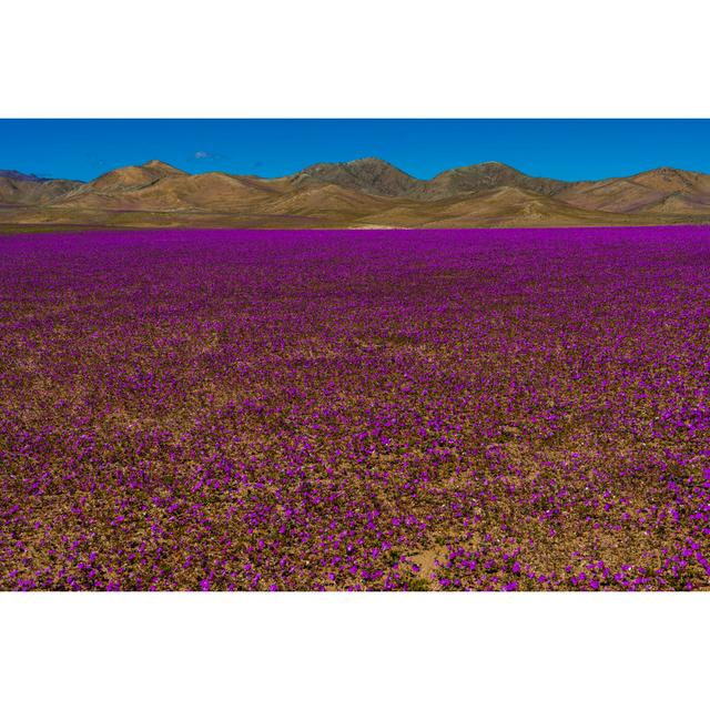 Antwine Fields in Atacama Desert by Abriendomundo - Wrapped Canvas Art Prints 17 Stories Size: 30cm H x 46cm W x 3.8cm D on Productcaster.