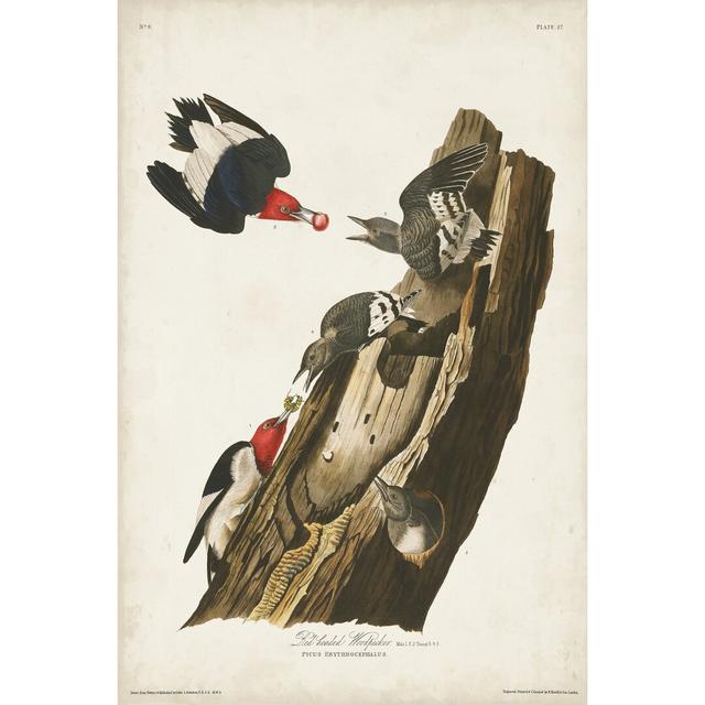 Pl. 27 Red-Headed Woodpecker by John Audubon - Wrapped Canvas Painting Print Marlow Home Co. Size: 91cm H x 61cm W on Productcaster.