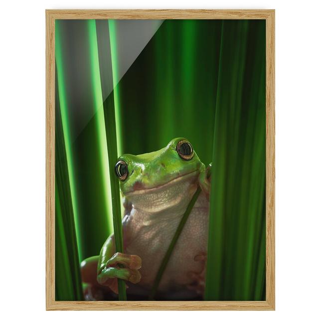 Happy Frog - Picture Frame Graphic Art 17 Stories Frame Option: Oak Framed, Size: 70cm H x 50cm W x 2cm D on Productcaster.