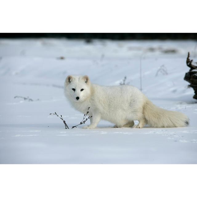 Arctic Fox, Alopex Lagopus by Mikelane45 - Wrapped Canvas Photograph Union Rustic Size: 20.32cm H x 30.48cm W on Productcaster.