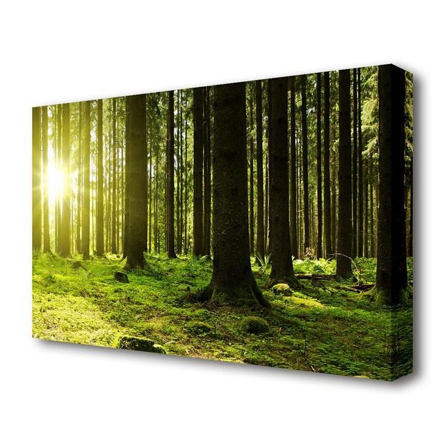 Green Sun Beam Forest - Wrapped Canvas Photograph Print East Urban Home Size: 81.3 cm H x 121.9 cm W on Productcaster.