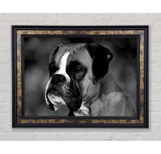 Boxer Beauty - Einzelner Bilderrahmen Kunstdrucke Bright Star Größe: 84,1 cm H x 142,2 cm B x 8 cm T on Productcaster.