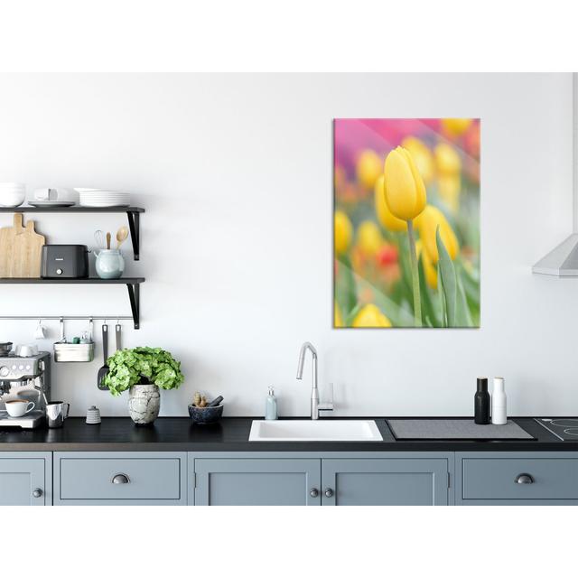 Yellow Tulips In Spring - No Frame Print on Glass Brayden Studio Size: 80cm H x 60cm W x 0.4cm D on Productcaster.