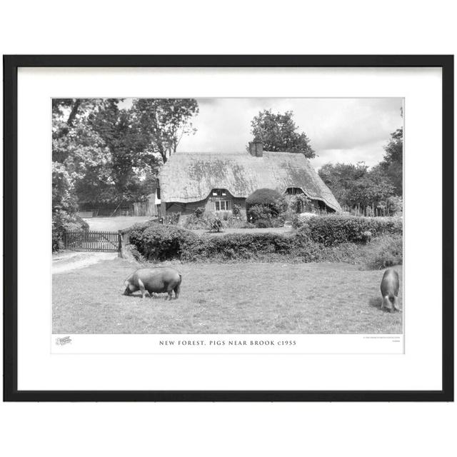 New Forest, Pigs Near Brook C1955 by Francis Frith - Single Picture Frame Print The Francis Frith Collection Size: 60cm H x 80cm W x 2.3cm D on Productcaster.