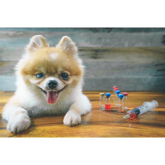 Pomeranian Dog Sitting by Sommart - Wrapped Canvas Print 17 Stories Size: 61cm H x 91cm W on Productcaster.