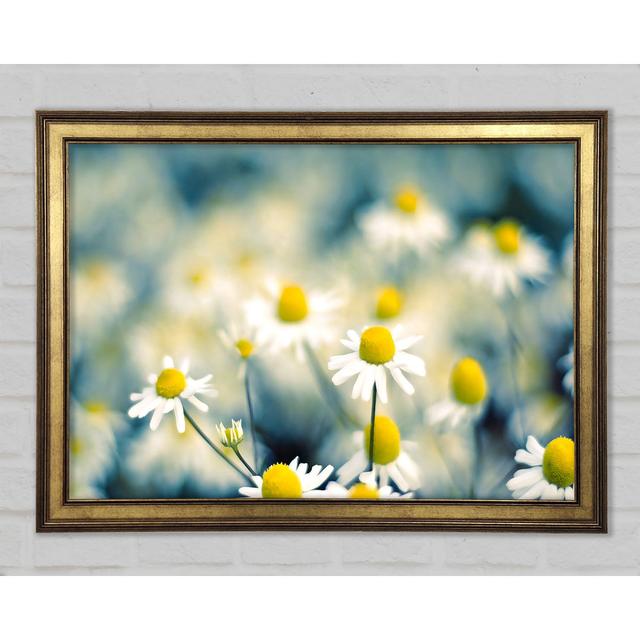 Kamille Blumen Makro - Drucken Ophelia & Co. Größe: 29,7 cm H x 42 cm B x 1,5 cm T on Productcaster.