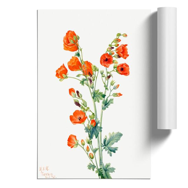 Scarlet Globe Mallow by Mary Vaux Walcott - Unframed Painting East Urban Home Size: 30cm H x 21cm W x 0.1cm D on Productcaster.