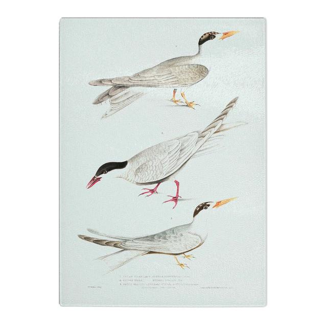 Tempered Glass Tern Bird Illustrations by John Edward Gray Chopping Board East Urban Home Size: 20cm W x 28.5cm L on Productcaster.