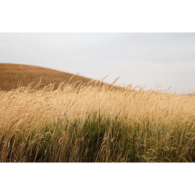 Tall Grass And Plowed Field Of Palouse, Wa von Terryfic3D - Drucken 17 Stories Größe: 51cm H x 76cm W on Productcaster.