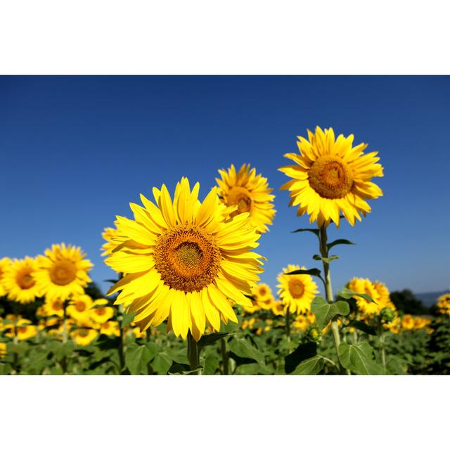 Sunflowers Field In Provence by Choja - Photographic Print Brambly Cottage Size: 20cm H x 30cm W on Productcaster.