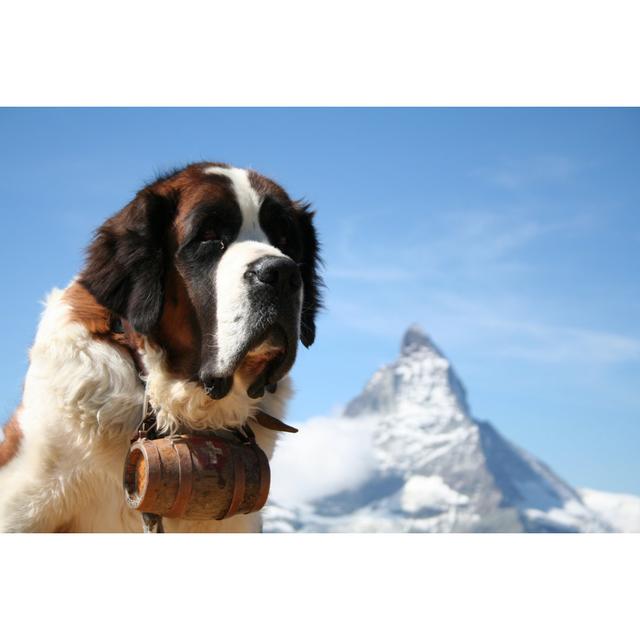 St Bernard Rescue Dog by Emmepiphoto - Wrapped Canvas Photograph Ebern Designs Size: 51cm H x 76cm W on Productcaster.