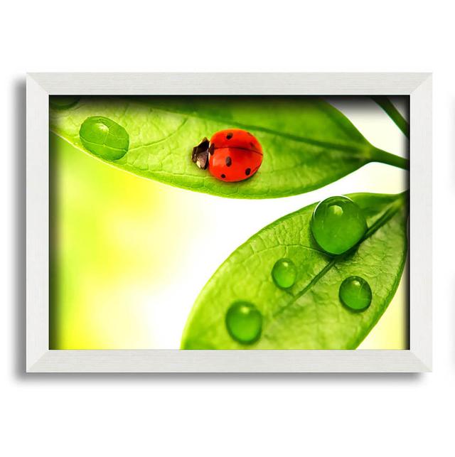 Ladybird - Single Picture Frame Art Prints August Grove Size: 42cm H x 59.7cm W x 10cm D, Format: White Framed Paper on Productcaster.