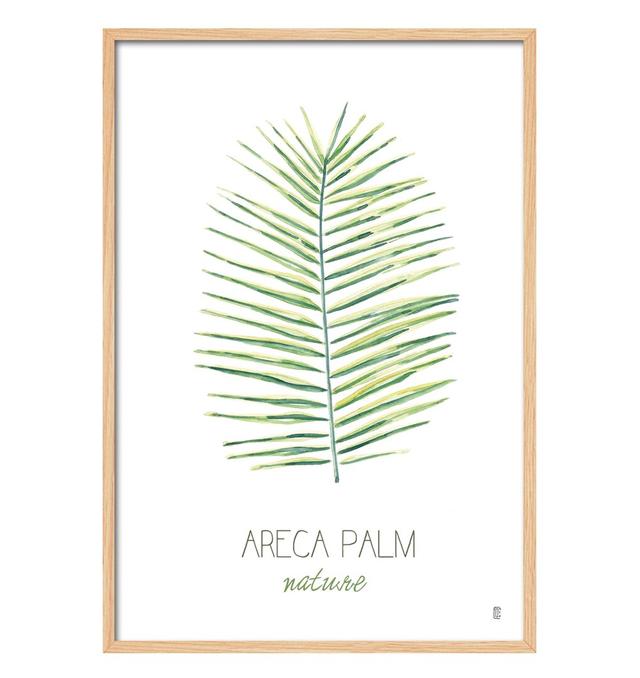 'Nature Areca' by César Ortiz Echagüe - Picture Frame Painting Print on Paper Bay Isle Home Size: 60cm H x 40cm W x 3cm D on Productcaster.