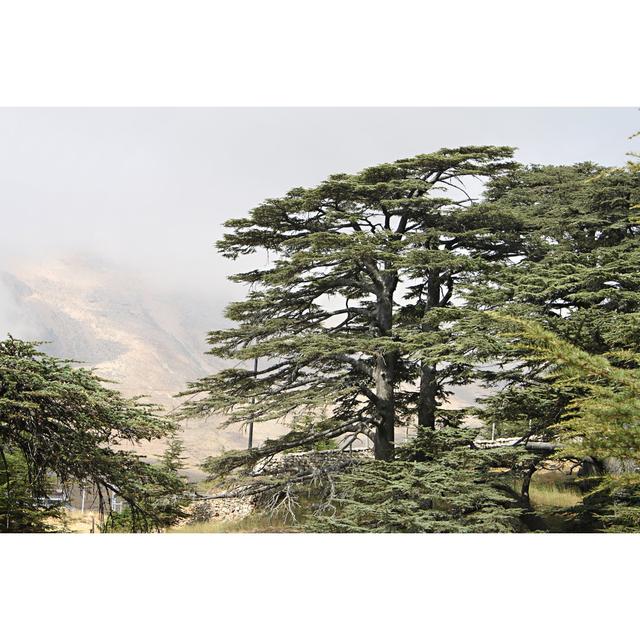 Cedar Forest Of Lebanon by Eliane29 - Wrapped Canvas Print Marlow Home Co. Size: 20cm H x 30cm W on Productcaster.