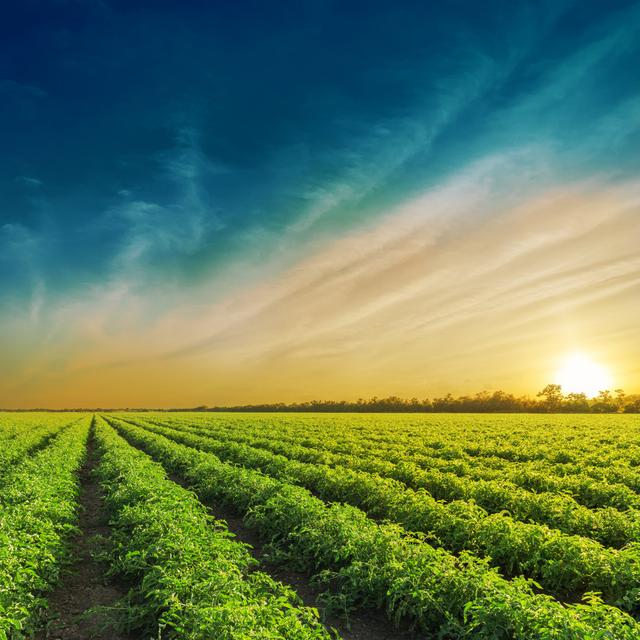 Green Agriculture Field In Sunset. Tomatoes Field by Mycola - Wrapped Canvas Print Ebern Designs Size: 122cm H x 122cm W on Productcaster.