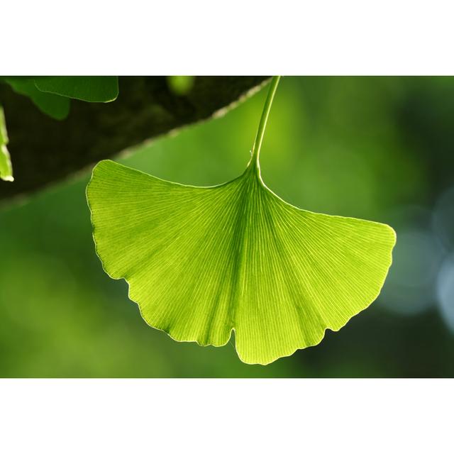 Ginkgo Leaf by Nancykennedy - Wrapped Canvas Print 17 Stories Size: 30cm H x 46cm W on Productcaster.