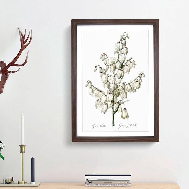 Yucca Flowers by Pierre-Joseph Redoute - Picture Frame Graphic Art Print East Urban Home Size: 36cm H x 27cm W x 2cm D, Frame Option: Walnut Framed on Productcaster.