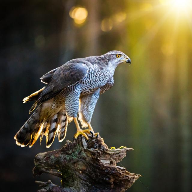 Goshawk Is Sitting On The Tree Stump - Wrapped Canvas Print Alpen Home Size: 30cm H x 30cm W x 3.8cm D on Productcaster.