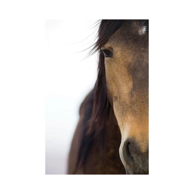 Namib Desert Horse, Namib-Naukluft National Park, Namibia by - Wrapped Canvas Photograph Natur Pur Size: 66.04cm H x 45.72cm W x 1.9cm D on Productcaster.