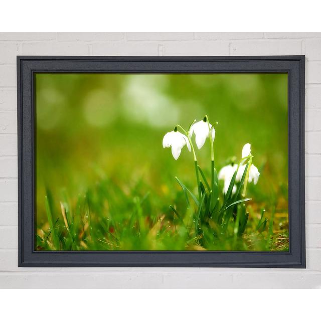 Cute Snowdrops - Single Picture Frame Art Prints Ebern Designs Size: 29.7cm H x 42cm W on Productcaster.