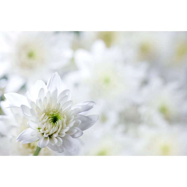 White Chrysanthemum Background by Enviromantic - Wrapped Canvas Print 17 Stories Size: 20cm H x 30cm W x 3.8cm D on Productcaster.