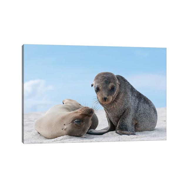 Galapagos Sea Lion Female and Pup, Galapagos Islands, Ecuador by Tui De Roy - Wrapped Canvas Photograph Latitude Run Size: 30.48cm H x 45.72cm W x 1.9 on Productcaster.