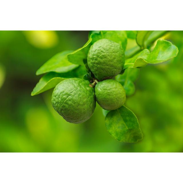 Fresh Bergamot by Ampols - Wrapped Canvas Photograph 17 Stories Size: 30cm H x 46cm W on Productcaster.