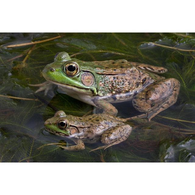 Frog are Sitting by Cathy Keifer - Wrapped Canvas Art Prints 17 Stories Size: 61cm H x 91cm W 3.8cm D on Productcaster.