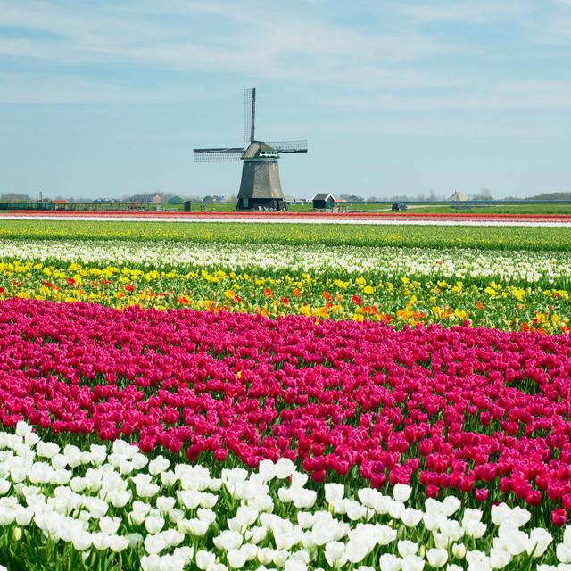 Tulip Field - Wrapped Canvas Print 17 Stories Size: 122cm H x 122cm W on Productcaster.