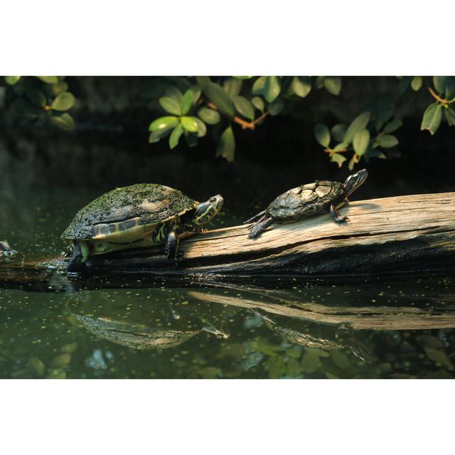 River Cooter and Eastern Painted Turtle - Wrapped Canvas Photograph Bay Isle Home Size: 81cm H x 122cm W on Productcaster.