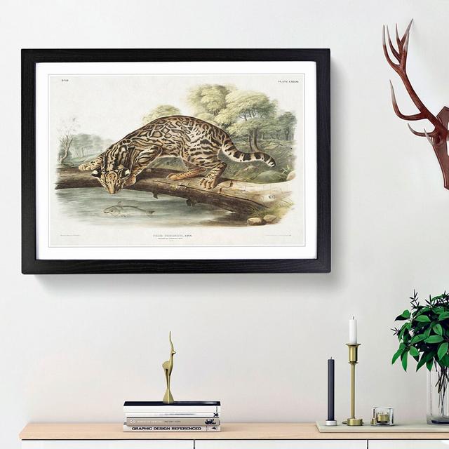 Leopard-Cat by J.W. Audubon - Picture Frame Painting Print East Urban Home Frame Option: Black Framed, Size: 36cm H x 48cm W x 2cm D on Productcaster.