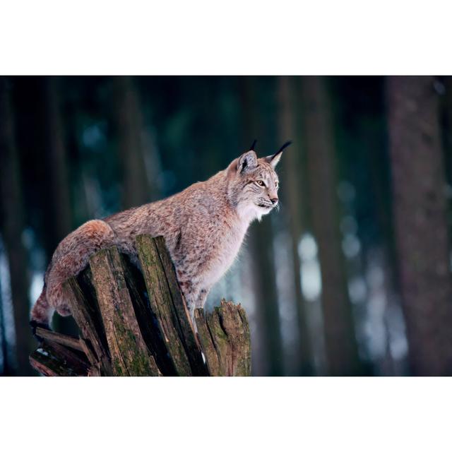 Lynx Sitting on Tree Stump - Wrapped Canvas Photograph Ebern Designs Size: 30cm H x 46cm W x 3.8cm D on Productcaster.