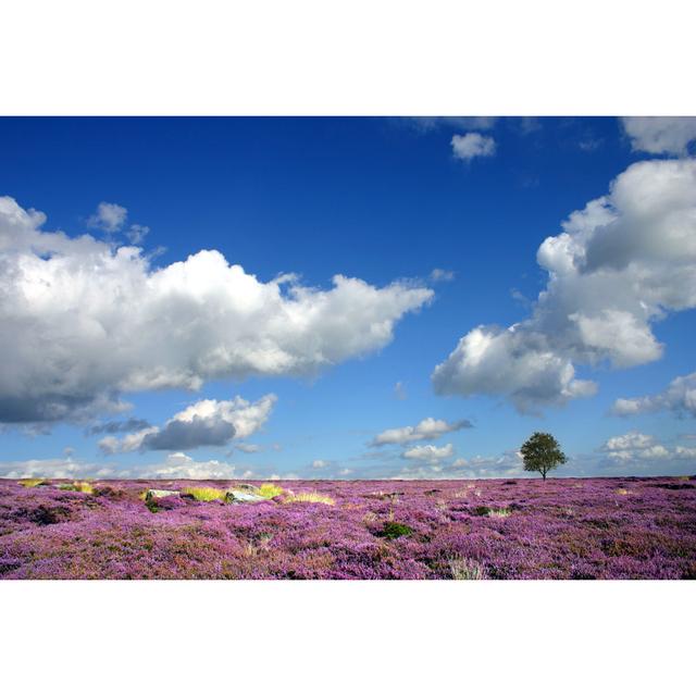 Moorland Heather Landscape - Print 17 Stories Size: 30cm H x 46cm W on Productcaster.