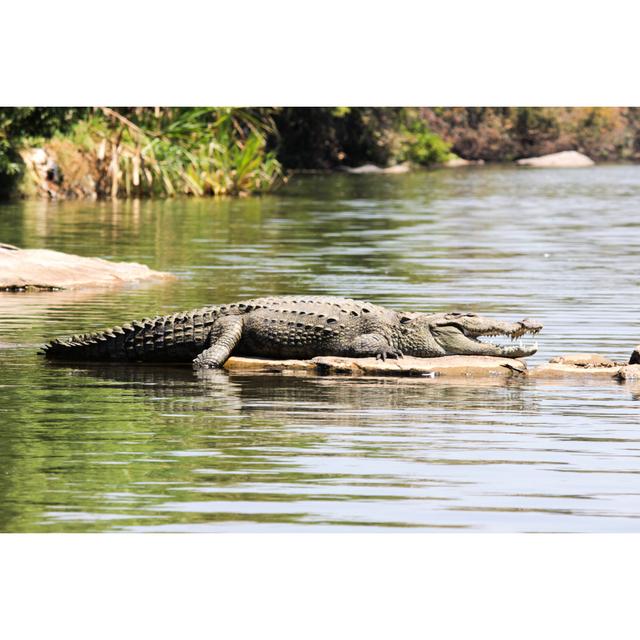 Crocodile by NitheshM - Wrapped Canvas Photograph Print Pergo Classics Size: 76cm H x 51cm W x 3.8cm D on Productcaster.