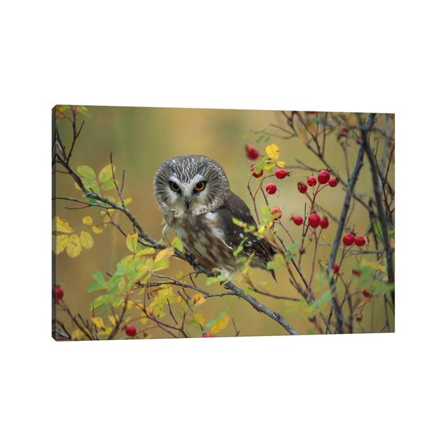 Northern Saw-Whet Owl Perching in a Wild Rose Bush, British Columbia, Canada I by Tim Fitzharris - Wrapped Canvas Photograph Alpen Home Size: 20.32cm on Productcaster.