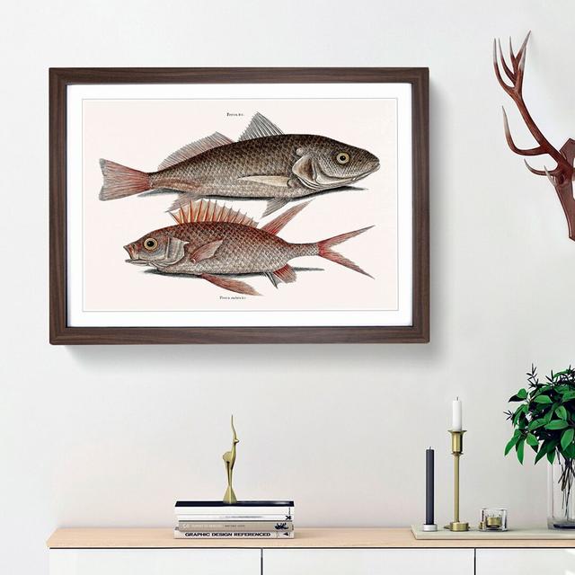 Croaker Fish & Squirrelfish by Mark Catesby - Picture Frame Painting Print East Urban Home Size: 27cm H x 36cm W x 2cm D, Frame Option: Walnut Framed on Productcaster.