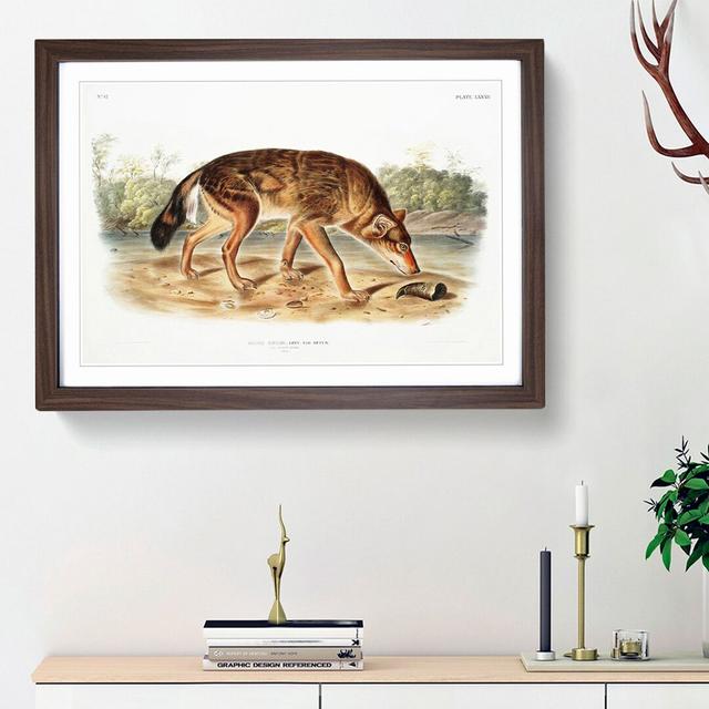 Red Texan Wolf by J.W. Audubon - Picture Frame Painting Print East Urban Home Size: 36cm H x 48cm W x 2cm D, Frame Option: Walnut Framed on Productcaster.