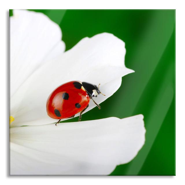 Ungerahmtes Foto auf Glas "Ladybirds on a Flower" Ebern Designs Größe: 60 cm H x 60 cm B x 0.4 cm T on Productcaster.