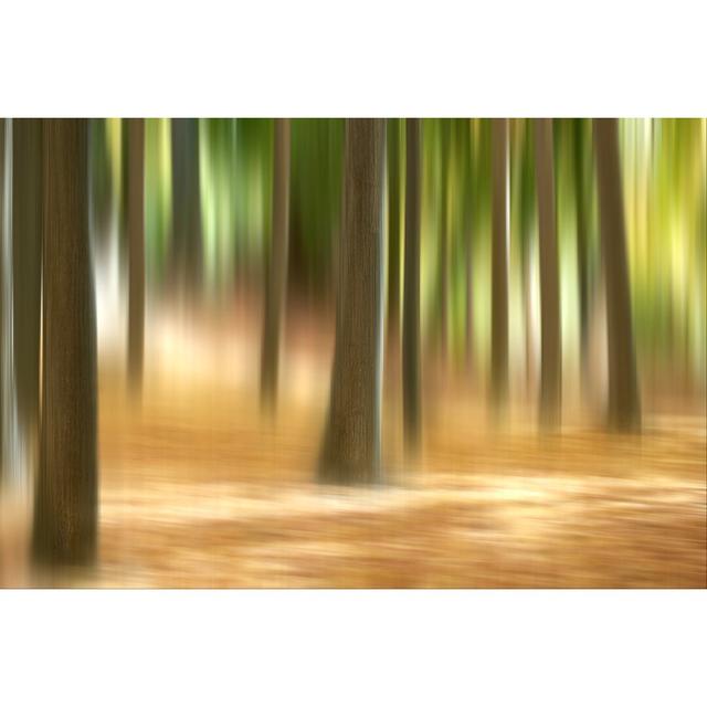 Forest Run III - Wrapped Canvas Painting Alpen Home Size: 30cm H x 46cm W on Productcaster.