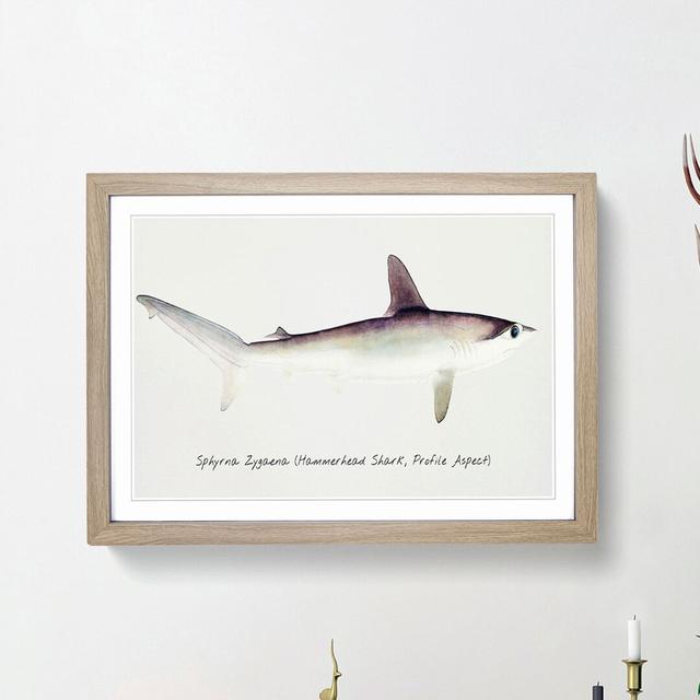 Illustration of a Hammerhead Shark by F.E. Clarke - Picture Frame Painting Print East Urban Home Frame Option: Oak Framed, Size: 27cm H x 36cm W x 2cm on Productcaster.