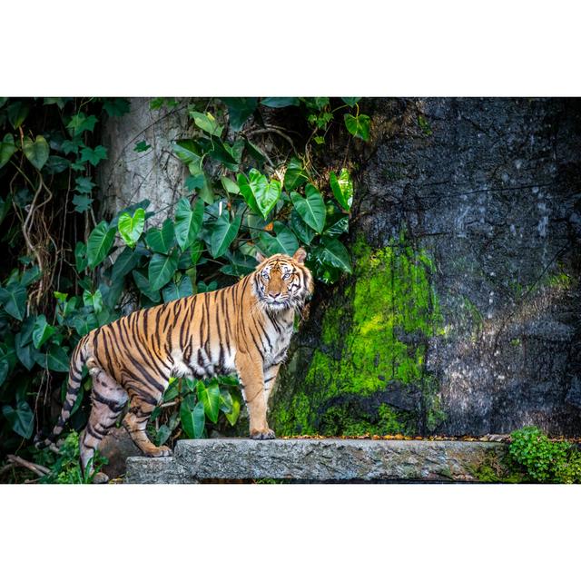 Tiger In The Zoo - Wrapped Canvas Print Ebern Designs Size: 30cm H x 46cm W on Productcaster.