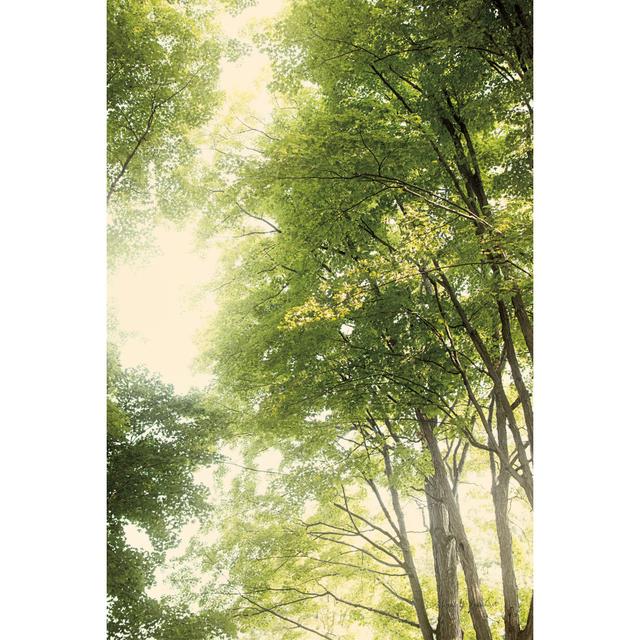 Towering Maples III Crop by Elizabeth Urquhart - Wrapped Canvas Print Union Rustic Size: 30cm H x 20cm W x 3.8cm D on Productcaster.