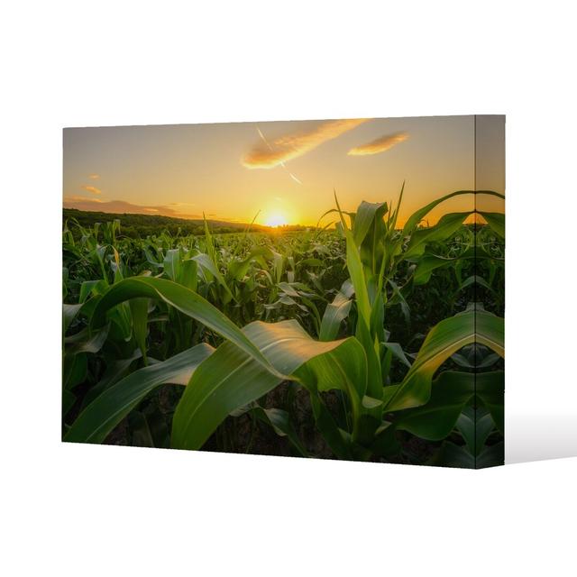 Field At Sunset by Andrew Lee - Wrapped Canvas Print Andrew Lee Size: 51cm H x 77cm W x 4cm D on Productcaster.