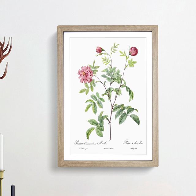 Cinnamon Rose in Pink by Pierre-Joseph Redoute - Picture Frame Painting Print East Urban Home Size: 65cm H x 48cm W x 2cm D, Frame Option: Oak Framed on Productcaster.